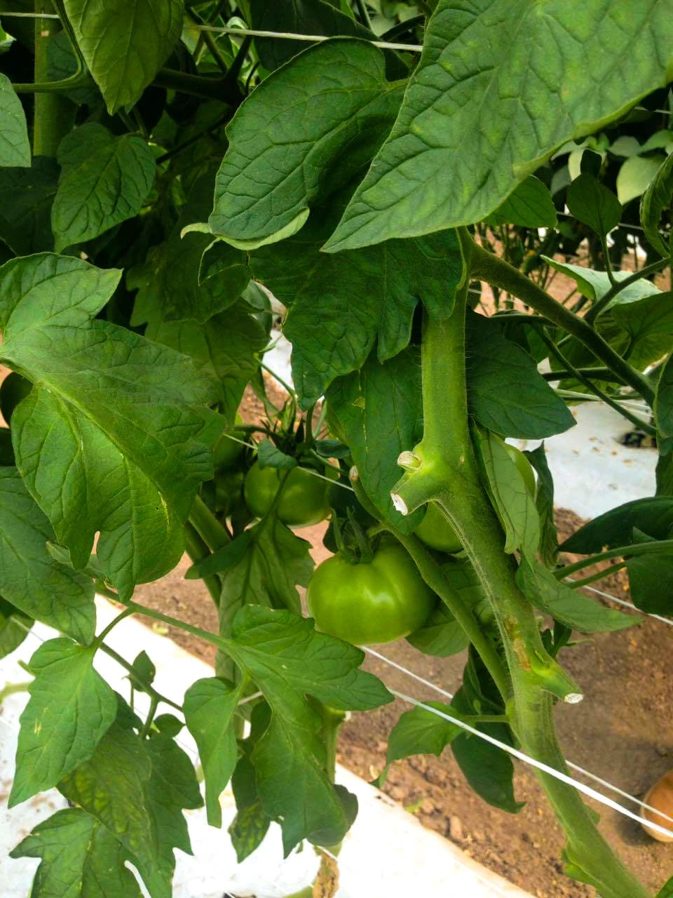 Rafia (Tomatera, Toyo, C3)