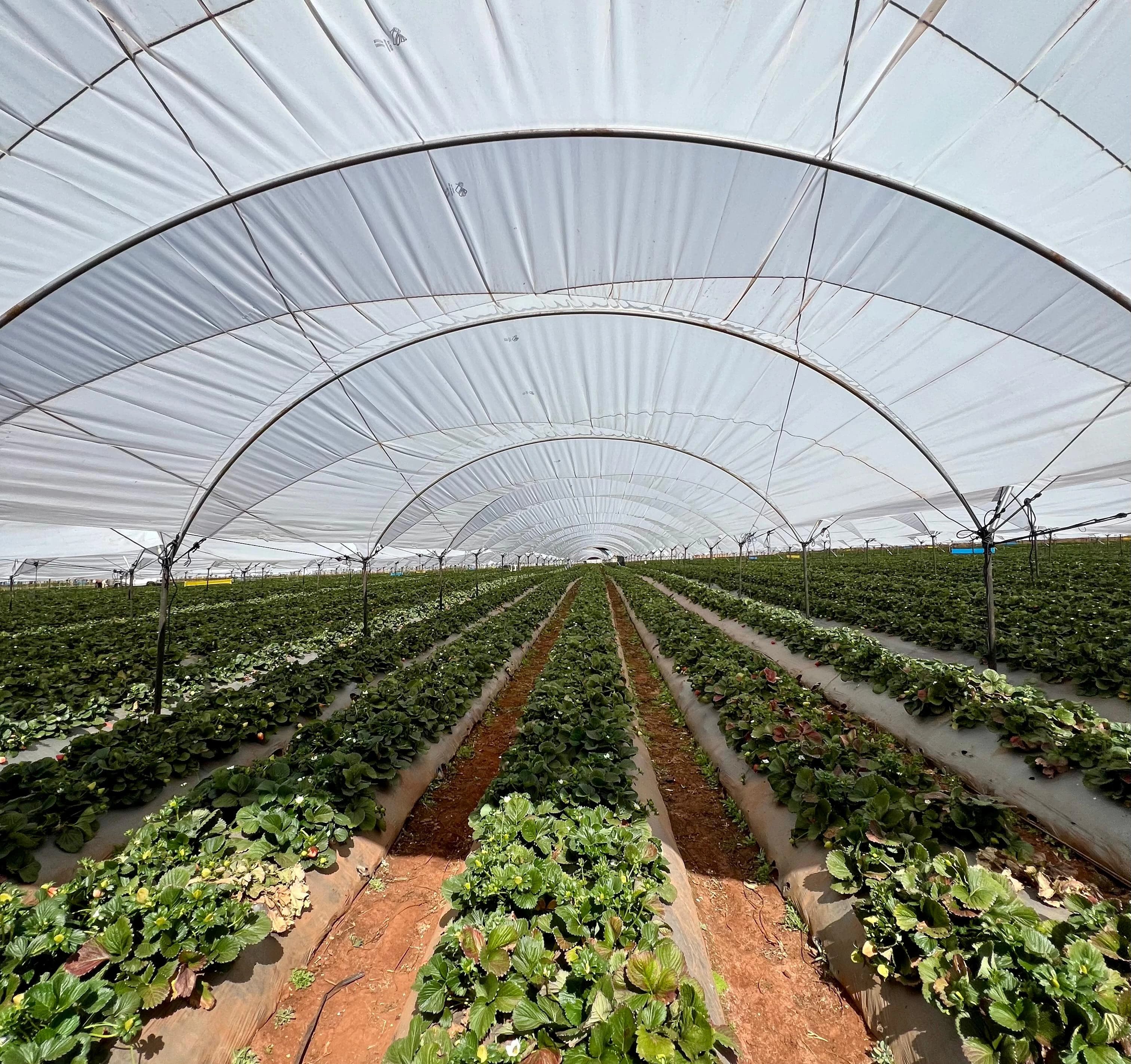 Macrotunel Tradicional