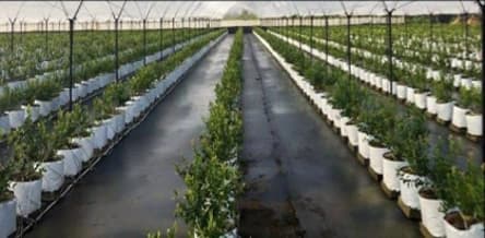 Base para Bolsa de Hidroponia